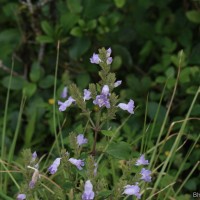 Strobilanthes rhamnifolia var. rhamnifolia (Nees) T. Anderson